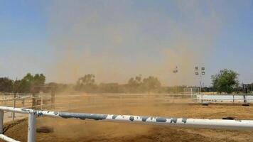 hermosa caballo corriendo en el arena video