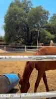 magnifique cheval fonctionnement dans le arène video