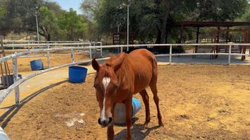 bellissimo cavallo in esecuzione nel il arena video