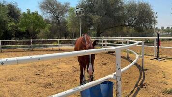 beautiful horse running in the arena video