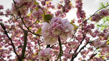 Blossoming pink cherry blossoms against a soft sky, evoking springtime and Hanami festival vibes, ideal for nature and seasonal themes video