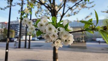 fechar acima do branco cereja flores dentro urbano configuração durante primavera, adequado para temas gostar Hanami, Primavera temporada, ou terra dia video