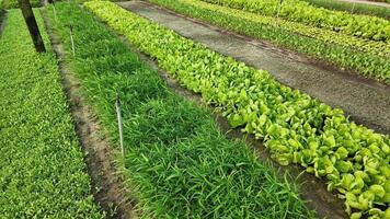 vibrante orgánico vegetal jardín con filas de Fresco lechuga y hierbas, relacionado a sostenible agricultura y sano comiendo conceptos, Perfecto para tierra día promociones video