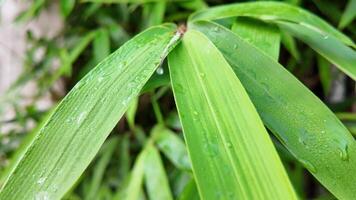 vicino su di fresco verde bambù le foglie con mattina rugiada, ideale per concetti di natura, la tranquillità, e asiatico culturale celebrazioni piace qingming Festival video