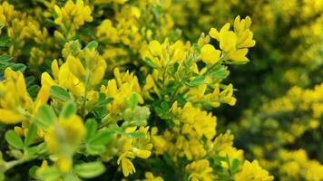 vivace giallo fiori nel primavera, ideale per Pasqua e internazionale madre terra giorno temi, raffigurante il freschezza di il stagione video