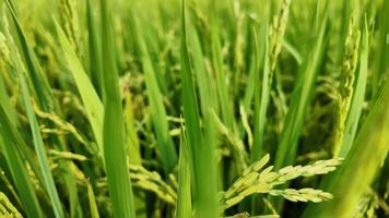 vicino su di lussureggiante verde riso risaia campo, simboleggiante agricoltura e raccogliere stagione, ideale per asiatico culturale e pongale Festival temi video