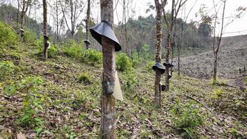 rubber bomen met verzameling cups en beschermend lakens in een plantage, presentatie van duurzame landbouw en natuurlijk hulpbron extractie in landelijk Azië video