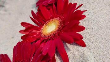 Vibrant red gerbera daisies with water droplets on petals arranged diagonally on a sandy surface, symbolizing love and suitable for Valentines Day or Mothers Day video
