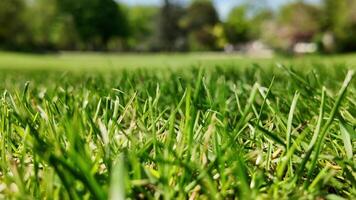 Close up of fresh green grass with blurred park background, ideal for springtime themes, Earth Day promotions, and environmental conservation content video