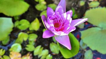 Vibrant purple water lily in full bloom amidst lily pads on tranquil water, ideal for spring, wellness themes, and International Water Day video
