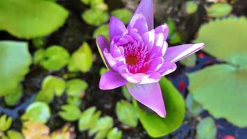 levendig Purper water lelie in vol bloeien temidden van lelie stootkussens Aan rustig water, ideaal voor lente, welzijn thema's, en Internationale water dag video