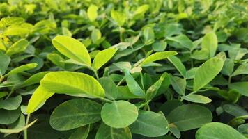 weelderig groen jong soja planten in een veld, symboliseert duurzame landbouw en aarde dag, perfect voor eco vriendelijk landbouw concepten video