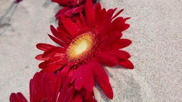 brilhante vermelho gerbera margaridas com água gotas em arenoso fundo, ideal para dia dos namorados dia, mães dia, ou Primavera relacionado temas video