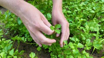 manos cosecha Fresco orgánico cilantro en un jardín, representando sustentabilidad y sano estilo de vida conceptos, ideal para tierra día y nacional nutrición mes temas video