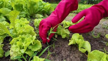 trädgårdsmästare bär rosa handskar weeding mellan rader av färsk grön sallad i en trädgård, skildrar begrepp av organisk jordbruk och hållbar levande video