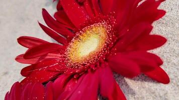 vibrant rouge gerbera Marguerite avec l'eau gouttelettes sur pétales, symbolisant l'amour et beauté, idéal pour valentines journée et les mères journée thèmes video