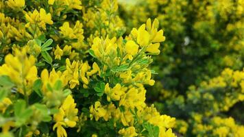 frodig gul vår blommar på en vibrerande buske, symboliserar påsk och förnyelse, idealisk för trädgårdsarbete och säsong- bakgrunder video