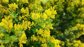 luxuriant Jaune printemps fleurs sur une vibrant arbuste, symbolisant Pâques et renouvellement, idéal pour jardinage et saisonnier arrière-plans video