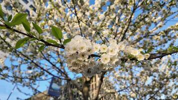 levendig wit kers bloesems in vol bloeien tegen een Doorzichtig blauw lucht, symboliseert lente en de Hanami festival video
