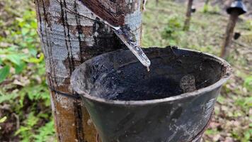 Close up of rubber tapping with latex dripping into a collection cup on a rubber tree, illustrating agriculture, natural resources, and sustainable industry concepts video