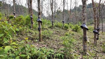 sustentável apicultura dentro uma exuberante floresta com tradicional suspensão colmeias em árvores, incorporando eco simpatia e biodiversidade conservação conceitos video