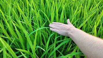 menselijk hand- aanraken vers groen rijst- planten in een rijstveld veld, overbrengen concepten van landbouw, milieu bewustzijn, en groei, verwant naar aarde dag en voorjaar video