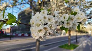 dichtbij omhoog van wit kers bloesems in voorjaar met zacht focus stedelijk achtergrond, perfect voor Hanami festival concepten en lente thema's video