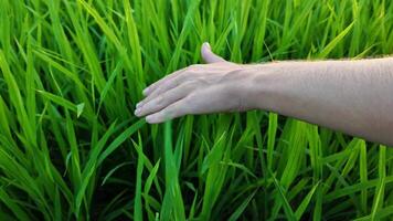 fechar acima do uma caucasiano mão suavemente tocante verde arroz plantas, representando agricultura, sustentabilidade, e terra dia conceitos video
