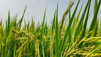 üppig Grün Reis Paddy Feld mit schließen oben auf Reis Körner, Darstellen Landwirtschaft, Ernte Jahreszeit, und asiatisch kulturell Feste mögen pongal und Ernte Mond Festival video