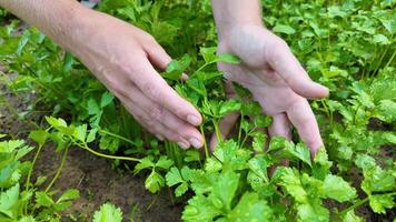 fechar acima do mãos suavemente cuidando para fresco salsinha dentro uma jardim, simbolizando orgânico agricultura e terra dia, com uma foco em sustentável vivo práticas video