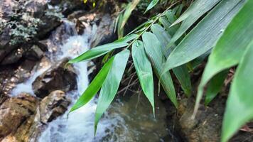 luxuriant vert bambou feuilles dans doux concentrer à le bord de une en cascade rocheux courant dans une tropical forêt, idéal pour monde l'eau journée et la nature thèmes video