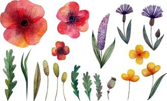 Set of wildflowers and herbs. Poppy, cornflower and other flowers. Isolated vector