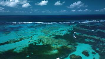 de verbijsterend vogelperspectief visie van caraïben koraal rif wordt weergegeven haar levendig tinten video
