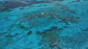 le étourdissant yeux d'oiseau vue de Caraïbes corail récif affiche ses vif nuances video