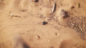 uma deserto besouro caminhando em a areia dunas. Alto qualidade 4k cenas video