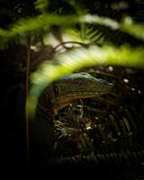 Hidden Gaze of a Jungle Predator photo