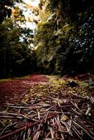 bosque camino de la naturaleza alfombra foto