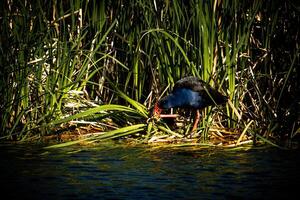 alimentándose pukeko en pantano cañas foto