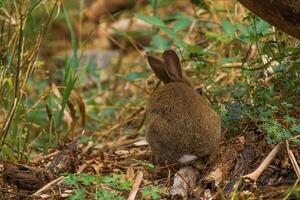 Secretive Bunny in the Brush photo