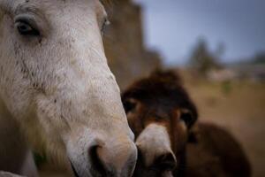 White Horse Profile Gaze photo