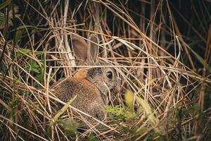 Rabbit in Natural Hideout photo