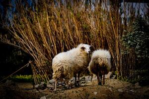 Pastoral Scene with Two Grazing Sheep photo