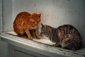 Sunlit Cat Confrontation photo