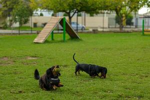 canino compañeros Tiempo de juego foto