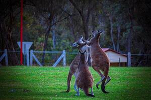 Kangaroos at Twilight photo