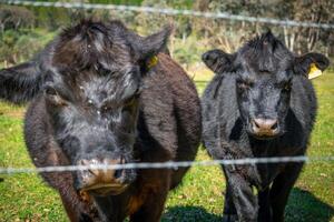 Grazing Cows Behind Fence photo