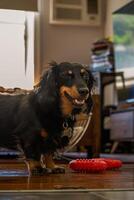 alegre perro tejonero con rojo juguete foto