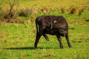 Black Calf Playfulness photo