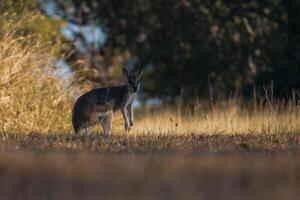 Wallaby en el salvaje foto