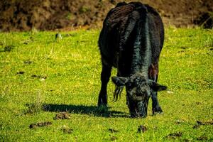 Tranquil Pasture Moment photo